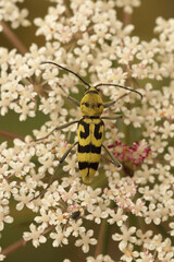 Vertical closeup on a colorful yellow Mediterranean longhorn beetle, Chlorophorus varius sitting on a white Wild carrot flower