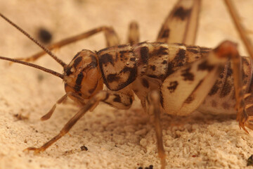 Closeup on a Mediterranean Common Crevice-Cricket, Gryllomorpha dalmatina in Gard, France