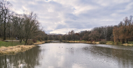 Obraz premium small pond in a city park with wild ducks