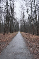 Fototapeta premium road going into the distance in an autumn park in rainy weather with a lot of fallen leaves