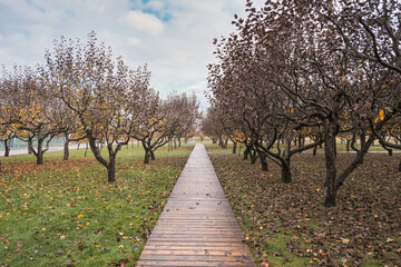 Fototapeta na wymiar road going into the distance through an apple orchard in autumn during the rain