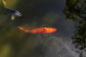 goldfish in a pond