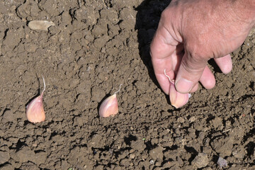 Planting winter garlic in the ground. Male hand with a clove of garlic against the background of the soil.