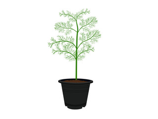 Dill on a white background.