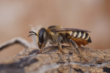 Close up of a colorful fresh emerged female leafcutter bee, Megachile albisecta, Gard, France