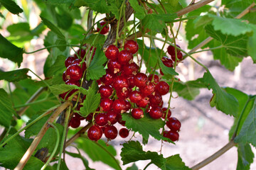 cluster of red currant hanging on the bush close up 