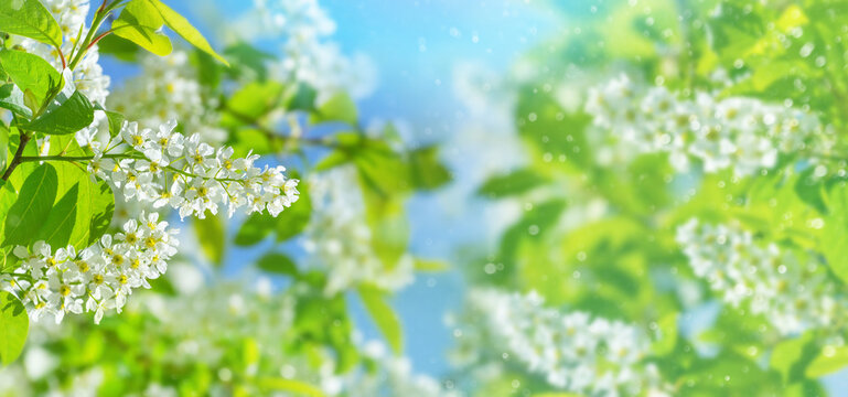 Spring background. Natural bright background with blooming bird cherry tree. Bird cherry flower blossoms.