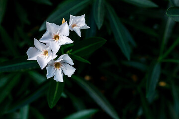 close-up oleander