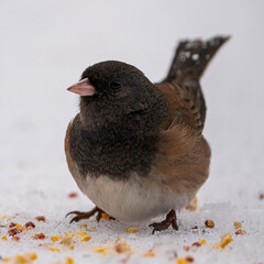 Dark-eyed Junco (Junco hyemalis) eating bird seed during winter.