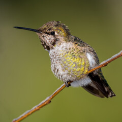 Anna's Hummingbird (Calypte anna) during a winter storm in Western Oregon.