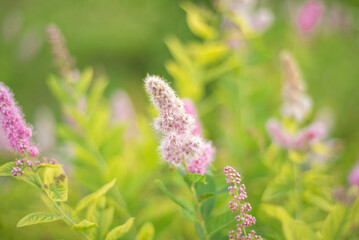 Fototapeta premium Lilac spirea flower close up. Blurred background.