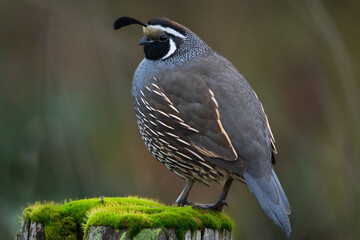 California Quail (Callipepla californica). William L. FinleyNational Wildlife Refuge, Oregon
