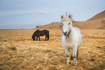 Portrait of Icelandic horses, Iceland