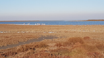 Camargue