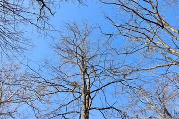 A view under the bare tree in the forest with the blue sky.