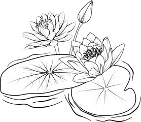 Nymphaea water lily drawings, outline water lily drawing, outline water lily flower drawing, black and white water lily drawing, sketch water lily drawing, hand drawn sketch water lily drawing