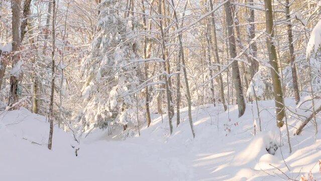 Sunlight shining on a snow covered forest. A medium sized hemlock tree is in the middle of the frame, completely covered in snow and ice. The sunlight is dappled across the woodland scene.