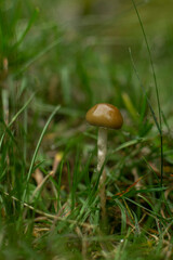 Champignon dans l'herbe