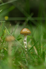 Champignon dans l'herbe