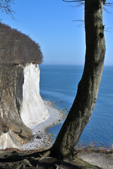 Famous white cliffs in Jasmund National Park