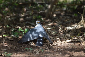 Fototapeta premium Little sparrow hawk caught a weaver