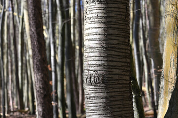 Jasmund National Park primeval forest
