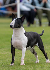 Bull terrier stading strong and posing on the grass