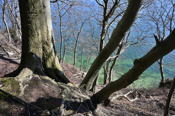 Jasmund National Park primeval forest
