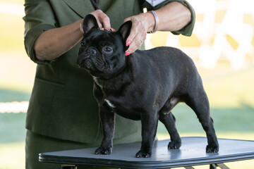 French Bulldog standing on a table