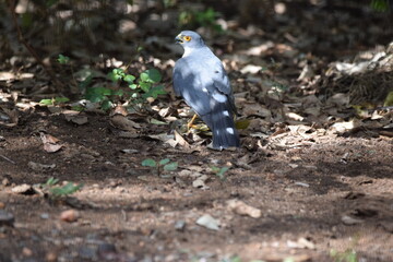 Little sparrow hawk caught a weaver
