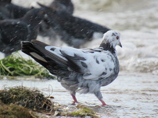 white chicken in the snow