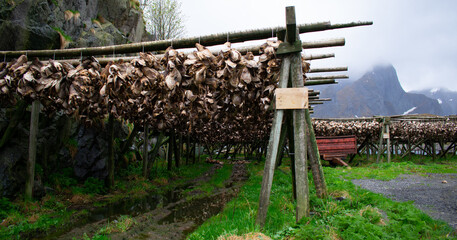 Dried fish heads on racks, Lofoten islands. Industrial fishing and traditional delicacy in Norway