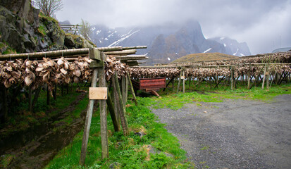 Dried fish heads on racks, Lofoten islands. Industrial fishing and traditional delicacy in Norway