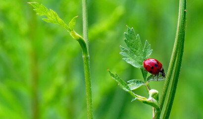 Close-up of a tiny red ladybug crawling on a green plant that is growing in a field on a warm summer day in August with a blurred background.