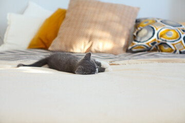 Cute British shorthair kitten sleeping on the bed