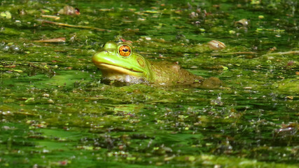Close-up of a frog resting on water plants that are growing in a marsh on a warm summer day in August.