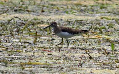 Close-up of a solitary sandpiper that is foraging for food in a marsh on a warm summer day in August with a blurred background.