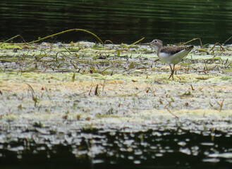 Close-up of a solitary sandpiper that is foraging for food in a marsh on a warm summer day in...