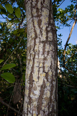 West Indies Mahogany tree, Swietenia mahagoni
