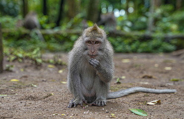 Naklejka na ściany i meble Monkey Eating, Baby Monkey, Monkey Forest, Close Up Animal Wildlife Rainforest Tropical Asia Jungle in Bali