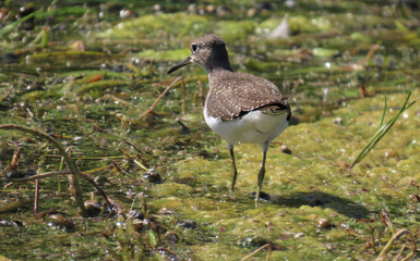 Close-up of a solitary sandpiper that is foraging for food in a marsh on a warm summer day in August with a blurred background.