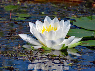 Close-up of a white water-lily that is growing in a marsh on a warm summer day in august with a blurred background. - obrazy, fototapety, plakaty