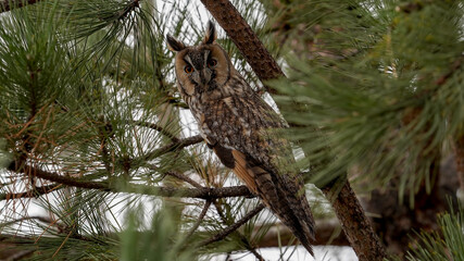 Long-eared Owl on the tree