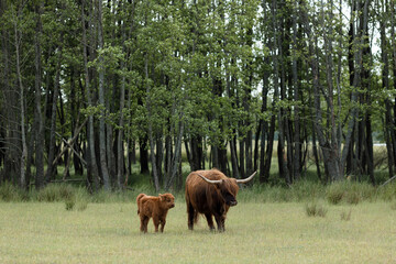 Scottish mountain bull and calf grazing in meadow with green forest background