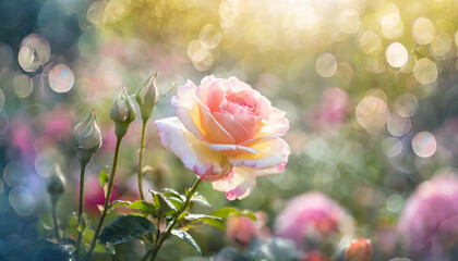 Colorful flower on meadow, beautiful  morning light.