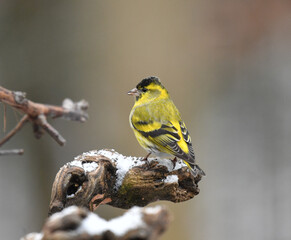 Erlenzeisig auf Wurzel