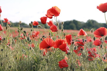 beautiful fields of flowers. Poppies