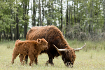 Scottish highland mother bull and calf grazing on green meadow
