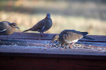Mourning doves feeding on nuts and seeds