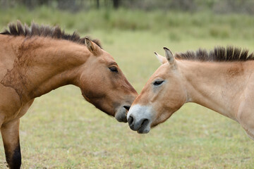 Fototapeta premium Close-up of two przewalski's horses' faces on summer grass background
